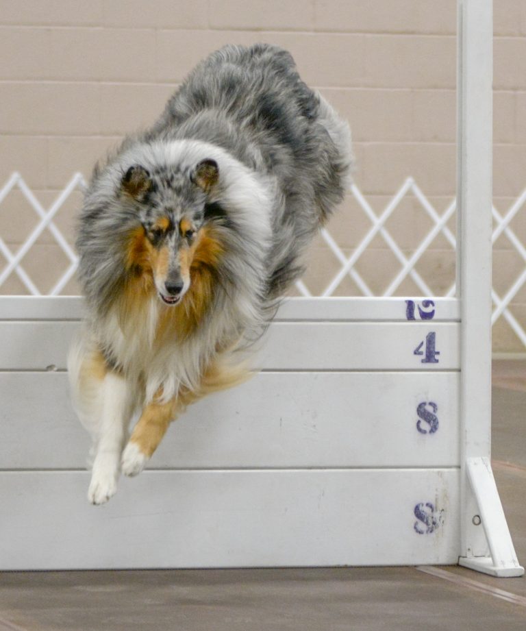 Obedience Class Mason&Dixon Kennel Club